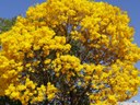 Florada do Ipê na Av. Rio Arinos.